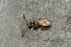 Spilomicrus