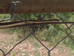 Psammophis subtaeniatus