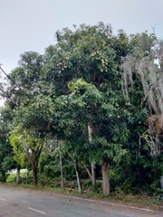 Mangifera indica