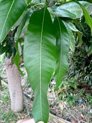 Mangifera indica