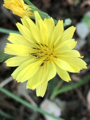 Ixeris chinensis