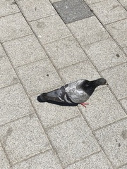 Columba livia domestica