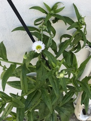 Erigeron annuus