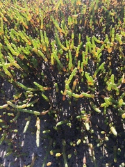 Salicornia tegetaria