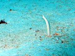 Gorgasia maculata