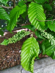 Aculops macrotrichus