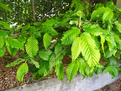 Aculops macrotrichus