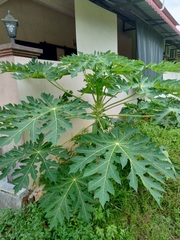 Carica papaya