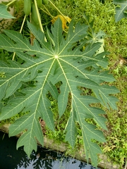 Carica papaya