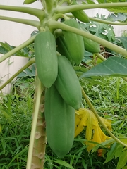 Carica papaya
