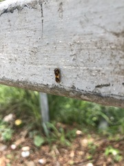 Phauda flammans