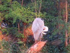 Ardea cinerea