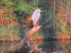 Ardea cinerea