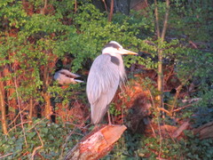 Ardea cinerea