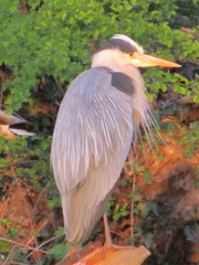 Ardea cinerea