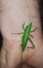 Pseudorhynchus mimeticus