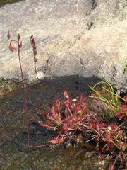 Drosera madagascariensis