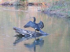 Phalacrocorax carbo