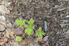 Artemisia vulgaris