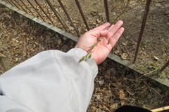 Prunus padus