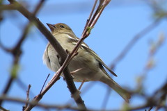 Fringilla coelebs