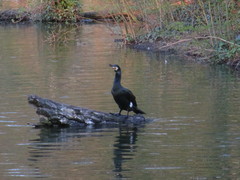 Phalacrocorax carbo