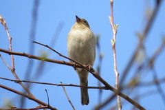 Fringilla coelebs