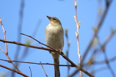 Fringilla coelebs