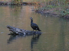 Phalacrocorax carbo