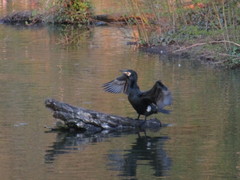 Phalacrocorax carbo