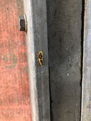 Phauda flammans