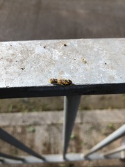 Phauda flammans