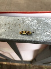 Phauda flammans