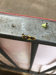 Phauda flammans
