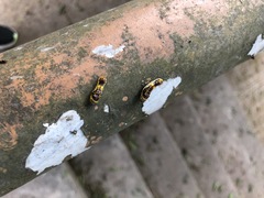 Phauda flammans