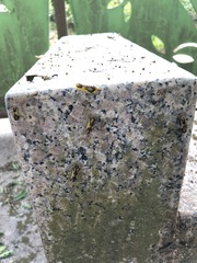 Phauda flammans