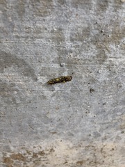 Phauda flammans