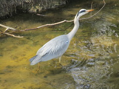 Ardea cinerea