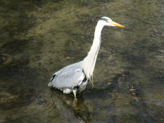 Ardea cinerea