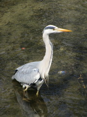 Ardea cinerea