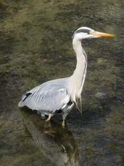 Ardea cinerea