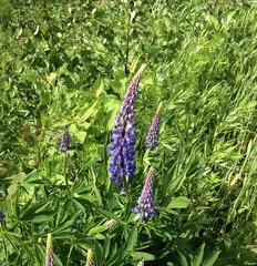 Lupinus polyphyllus