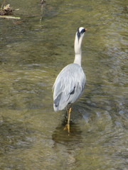 Ardea cinerea