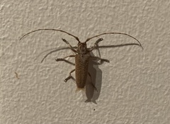 Stenidea alutacea