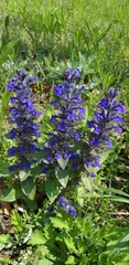 Ajuga multiflora