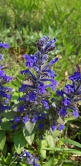 Ajuga multiflora