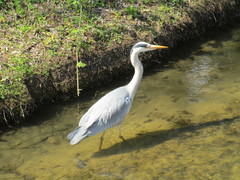 Ardea cinerea