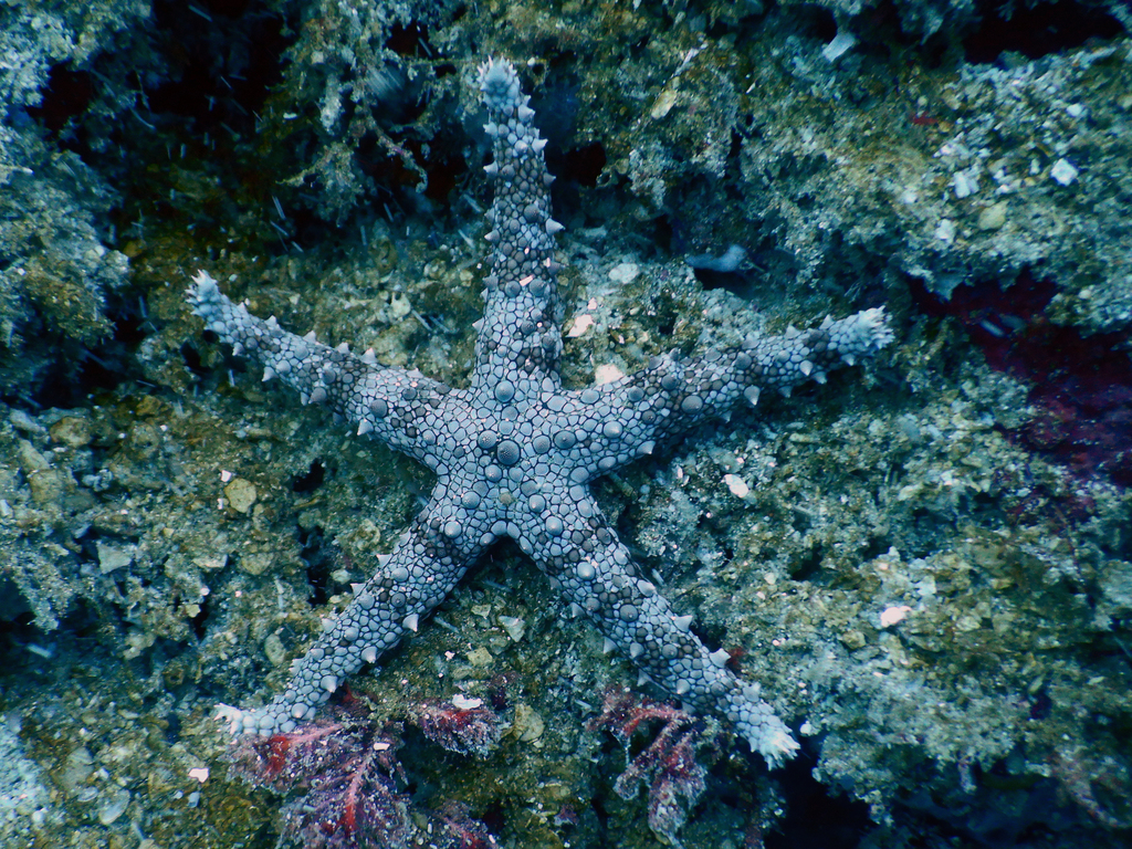 Egyptian Sea Star