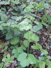Pimpinella tripartita