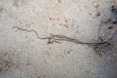 Ophiurida
